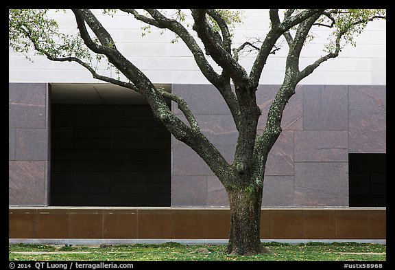 Tree and wall, Museum of Fine Arts. Houston, Texas, USA (color)