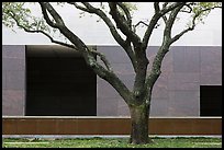 Tree and wall, Museum of Fine Arts. Houston, Texas, USA ( color)