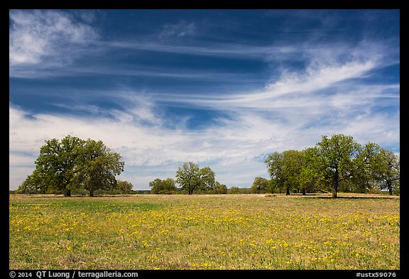 Meadow with wildflower and oak trees. Texas, USA (color)