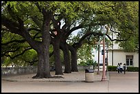 Oak trees on campus, University of Texas. Austin, Texas, USA ( color)