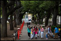 Women students in tree-covered alley, University of Texas. Austin, Texas, USA ( color)