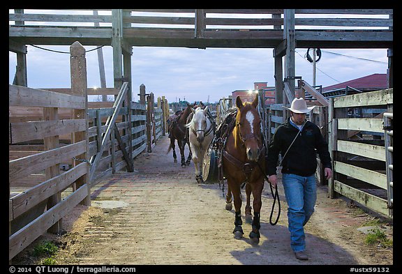 Man leading horse in path between fences. Fort Worth, Texas, USA (color)