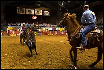 Bull being roped, Stokyards Championship Rodeo. Fort Worth, Texas, USA ( color)