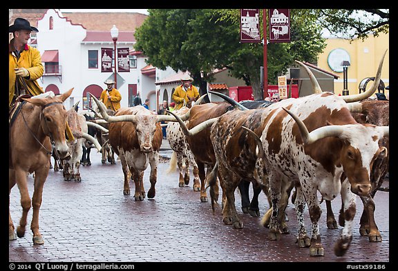 Longhorn cattle driven on Stockyards main street. Fort Worth, Texas, USA (color)
