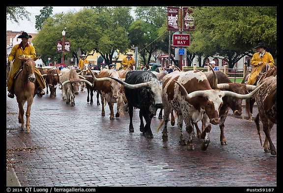 Cowboys drive Longhorn cattle herd through Stockyards street. Fort Worth, Texas, USA (color)