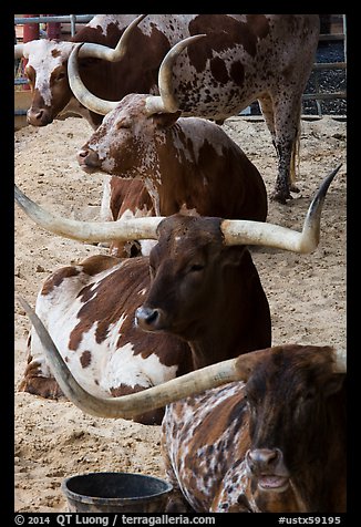 Texas Longhorn steers and cows. Fort Worth, Texas, USA (color)