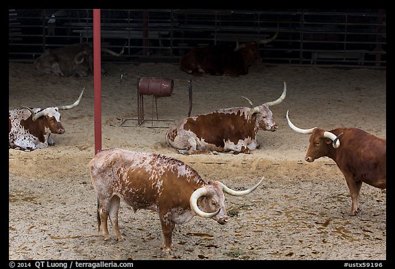 Texas Longhorn herd. Fort Worth, Texas, USA (color)