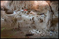 Columbian mammoth bones in the ground of dig site. Waco Mammoth National Monument, Texas, USA ( color)