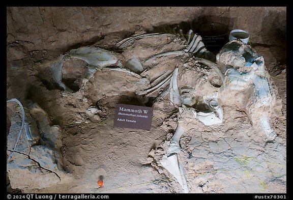 Bones of female columbian mammoth. Waco Mammoth National Monument, Texas, USA
