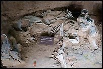 Bones of female columbian mammoth. Waco Mammoth National Monument, Texas, USA ( color)
