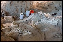 Dig site with Columbian mammoth bones. Waco Mammoth National Monument, Texas, USA ( color)