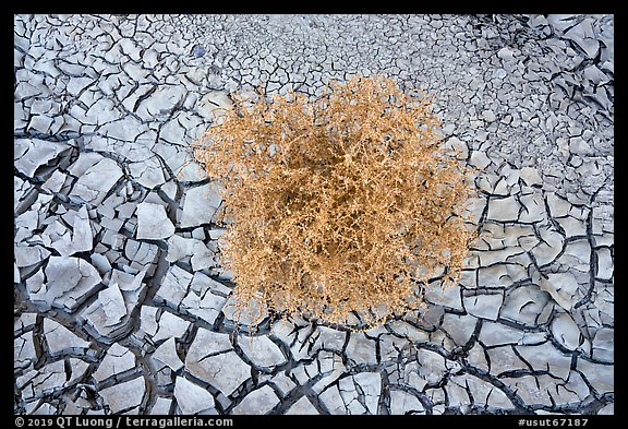 Close-up of tumbleweed, and cracked dried mud. Grand Staircase Escalante National Monument, Utah, USA
