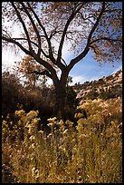 Blooms and cottonwood in late fall, Road Canyon. Bears Ears National Monument, Utah, USA ( color)