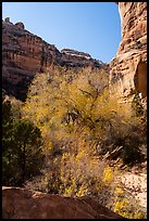 Tree with autumn foliage and cliffs, Bullet Canyon. Bears Ears National Monument, Utah, USA ( color)