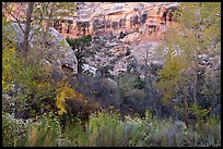 Blooms, autumn colors, and cliffs, Bullet Canyon. Bears Ears National Monument, Utah, USA ( color)