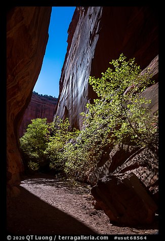 Side canyon of Long Canyon sunlit with trees. Grand Staircase Escalante National Monument, Utah, USA