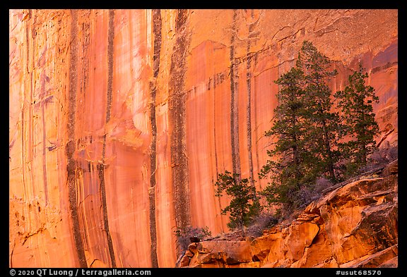 Desert varnish striations and pine trees, Long Canyon. Grand Staircase Escalante National Monument, Utah, USA