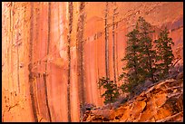 Desert varnish striations and pine trees, Long Canyon. Grand Staircase Escalante National Monument, Utah, USA ( color)