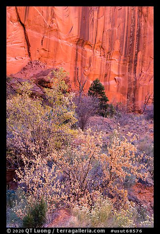 Trees in fall foliage and cliffs with desert varnish, Long Canyon. Grand Staircase Escalante National Monument, Utah, USA