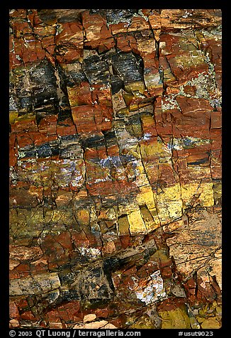 Petrified wood, Escalante Petrified Forest State Park. Utah, USA (color)