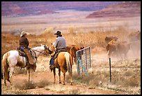 Cowboys and cattle. Utah, USA