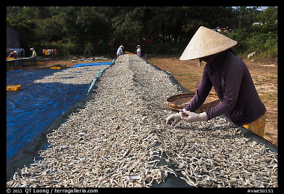 Woman sorting dried fish. Phu Quoc Island, Vietnam (color)