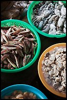 Close-up of seafood for sale in baskets, Duong Dong. Phu Quoc Island, Vietnam ( color)