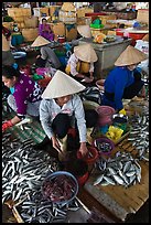 Women selling fish at market, Duong Dong. Phu Quoc Island, Vietnam (color)