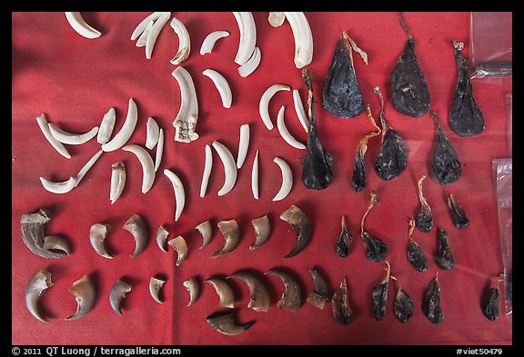 Close-up of animal parts for sale in traditional medicine shop. Cholon, Ho Chi Minh City, Vietnam