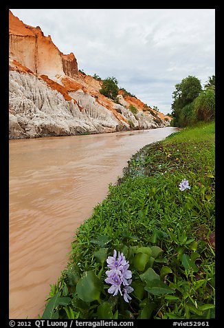 Flowers and aquatic plants on edge of Fairy Stream. Mui Ne, Vietnam