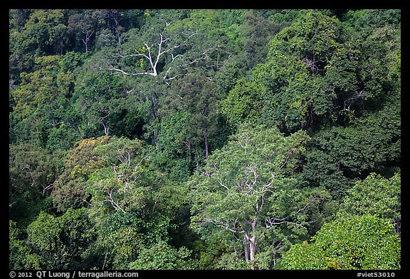 Tropical forest canopy. Ta Cu Mountain, Vietnam