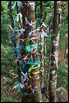 Multicolored ribbons on tree trunks. Ta Cu Mountain, Vietnam (color)