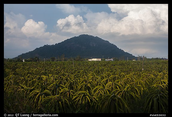 Dragon fruit field and hill south of Phan Thiet. Vietnam (color)