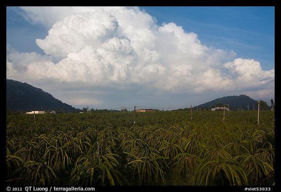 Thanh long fruit (pitaya) field and moonson clouds. Vietnam