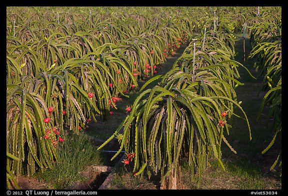 Rows of Dragon fruit cacti. Vietnam