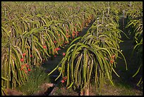 Rows of Dragon fruit cacti. Vietnam ( color)