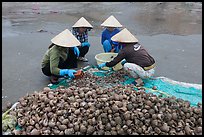 Women crushing shells to extract eddible part. Mui Ne, Vietnam ( color)