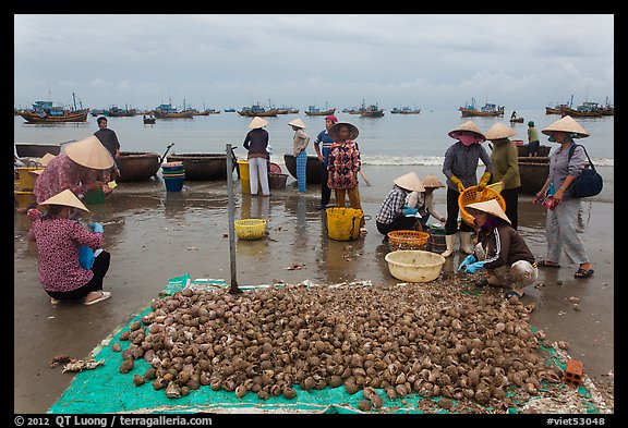 Freshly harvested shells on beach with backdrop of fishing boats. Mui Ne, Vietnam