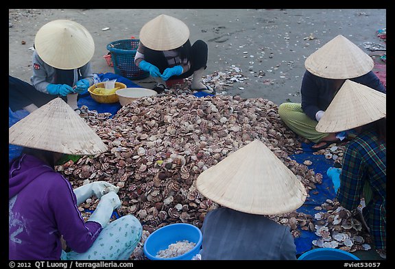 Women in conical hats processing pile of scallops. Mui Ne, Vietnam