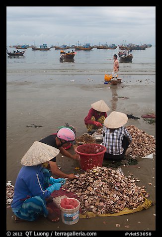 Women process scallops on beach harbor. Mui Ne, Vietnam
