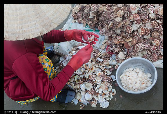 Woman extracting meat from scallops. Mui Ne, Vietnam