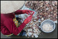 Woman extracting meat from scallops. Mui Ne, Vietnam ( color)