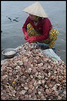 Woman opening scallops. Mui Ne, Vietnam ( color)
