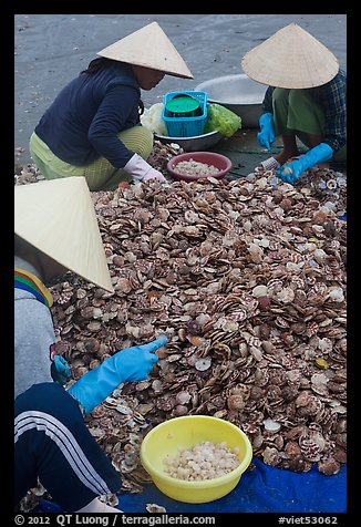 Processing fresh scallops by hand on the beach. Mui Ne, Vietnam