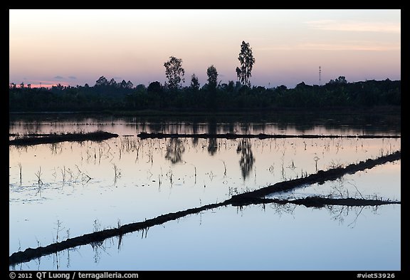 Flooded rice fields at sunset. Mekong Delta, Vietnam (color)