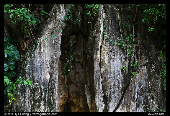 Limestone wall and vegetation. Da Nang, Vietnam (color)