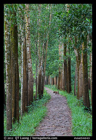 Path in forest with dog. My Son, Vietnam (color)