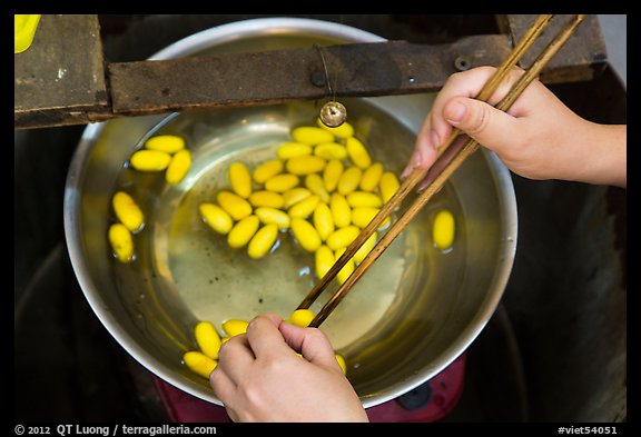 Hands handling silkworm cocoons with chopsticks. Hoi An, Vietnam (color)