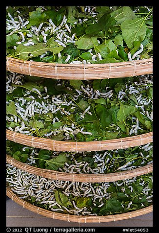 Trays of silkworms. Hoi An, Vietnam (color)