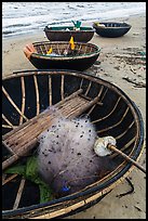 Coracle boats with fishing gear. Da Nang, Vietnam ( color)